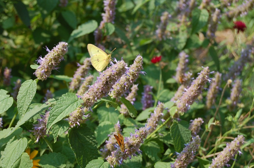 Anise Hyssop
