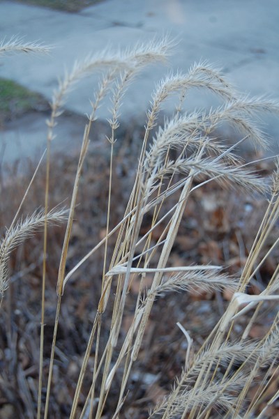 Virginia Wild Rye