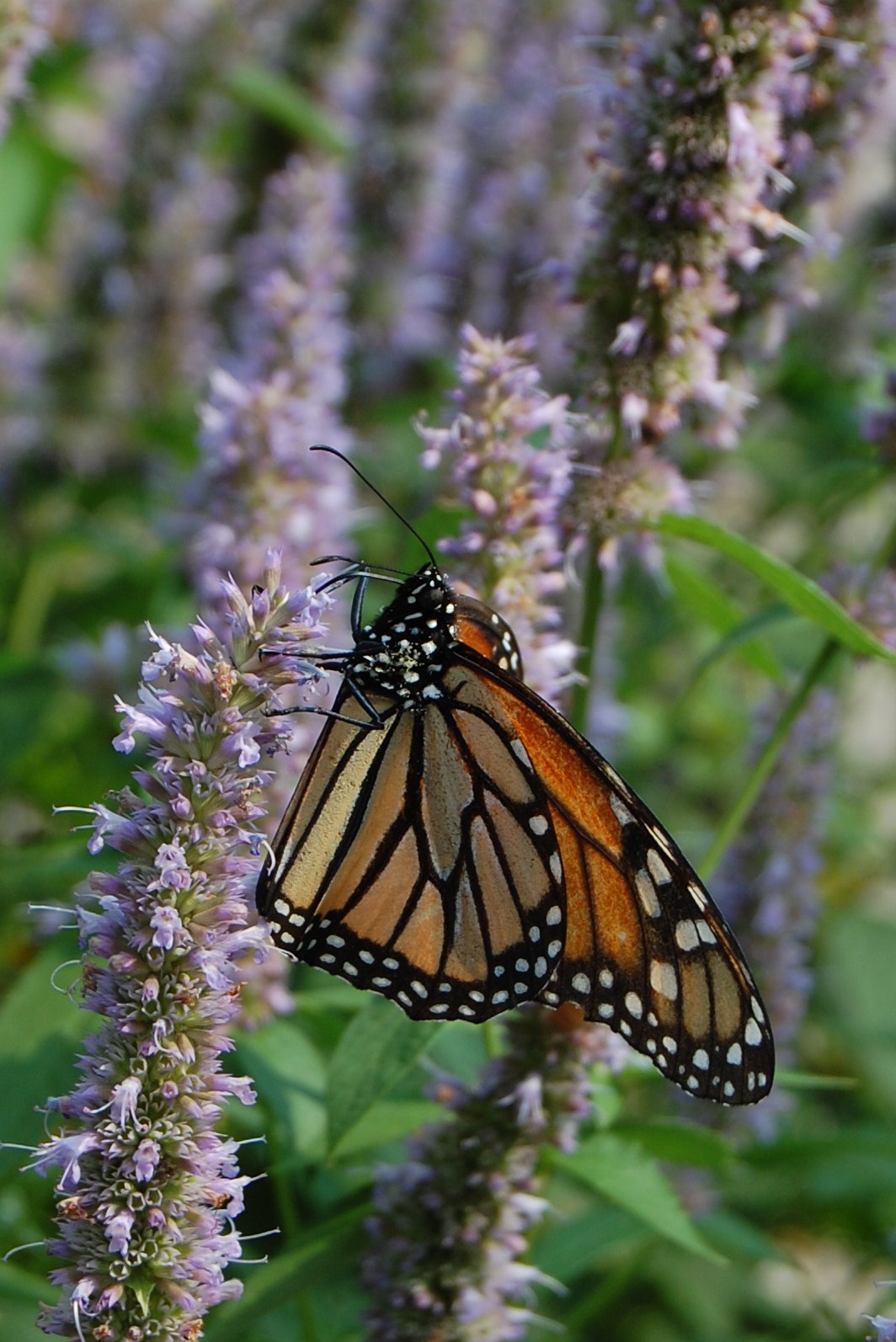 Monarch Butterfly