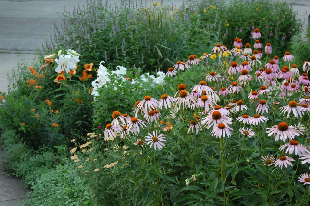 Purple Coneflowers in the Driveway Border before I had to take them all out.