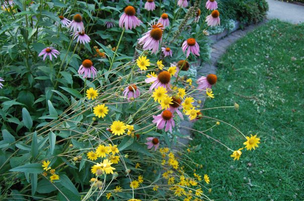 Western Sunflower, Purple Coneflower