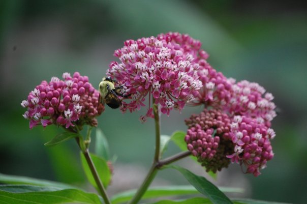 Swamp Milkweed