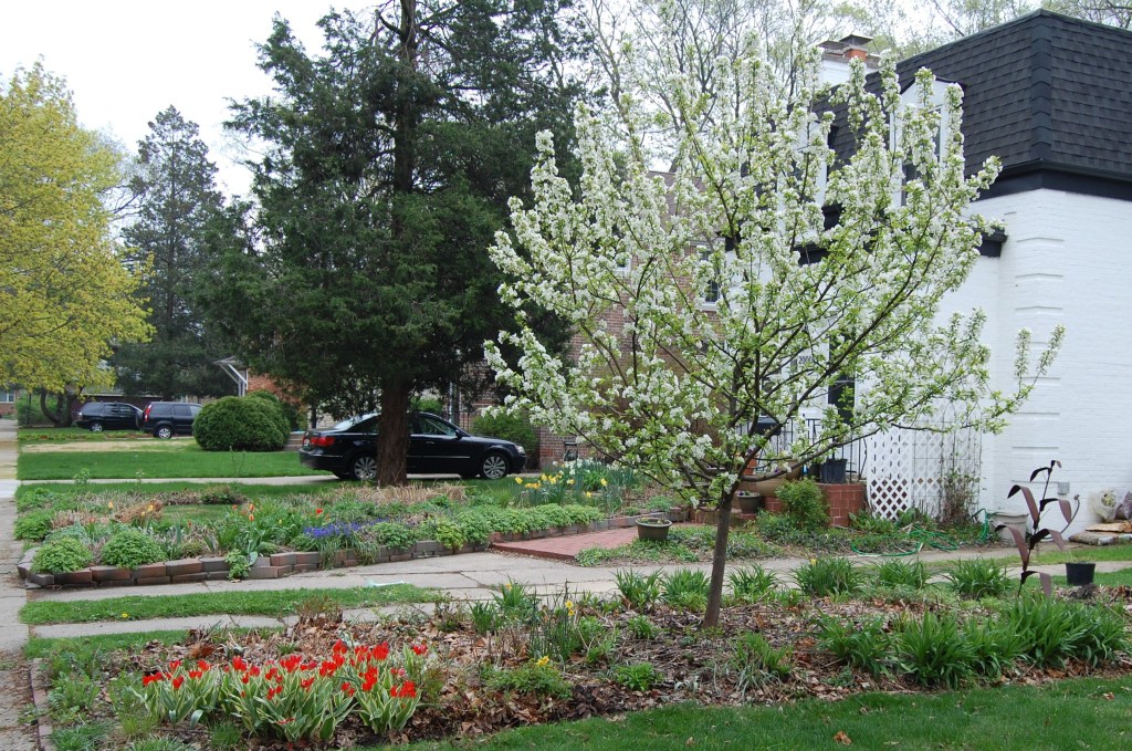 Donald Wyman crabapple