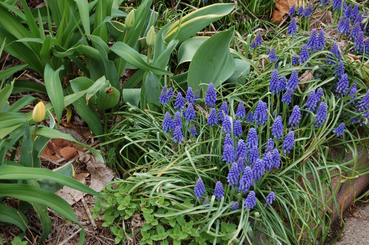 4 Muscari again