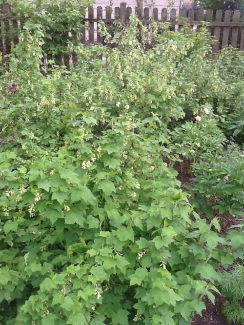 Wild Currant, Ribes americanum