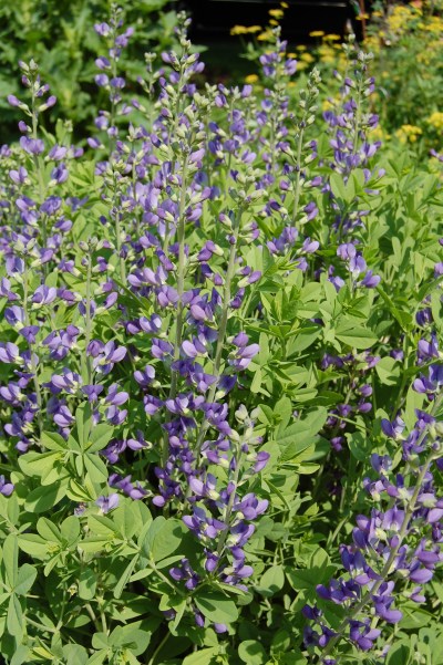blue false indigo