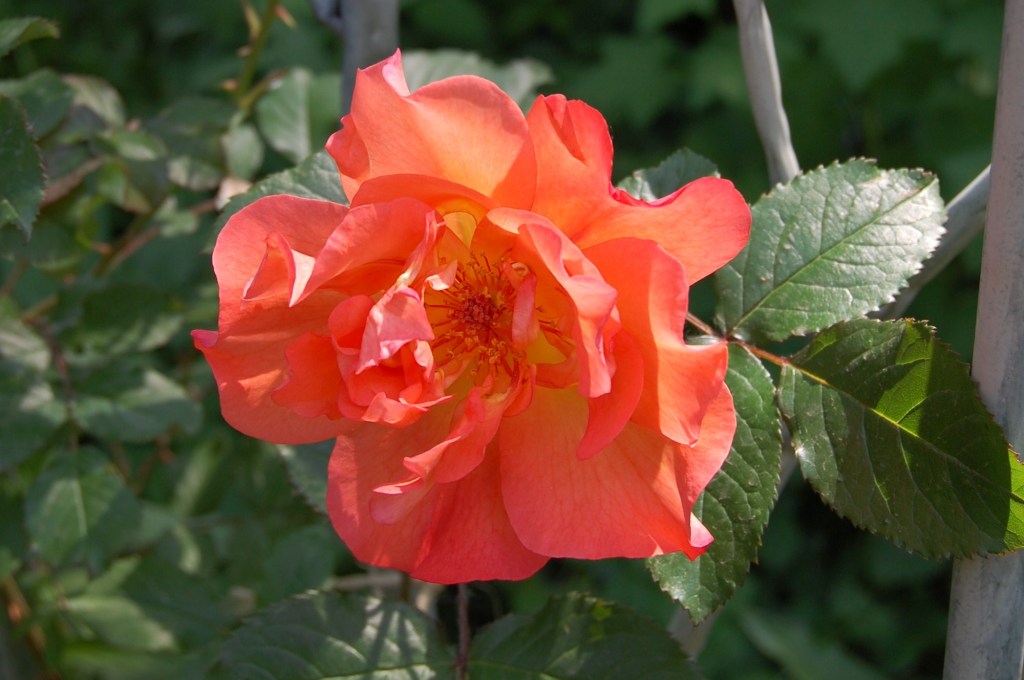 'Westerland' Rose