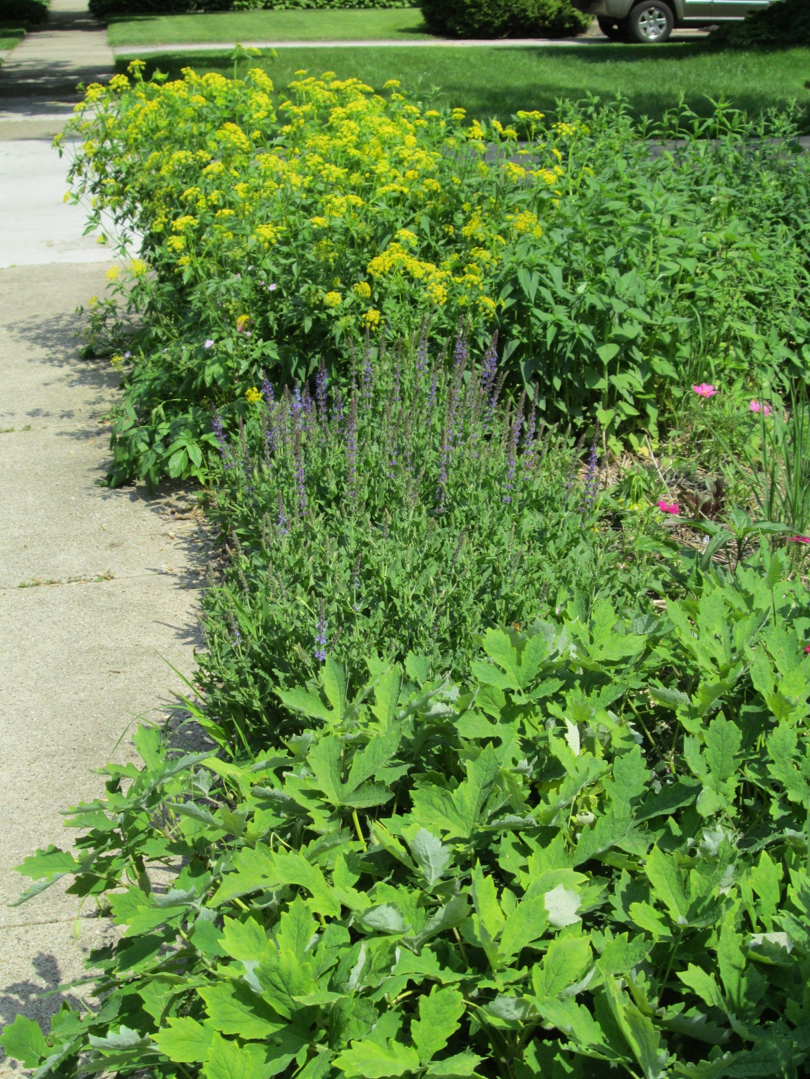 Salvia, golden alexander