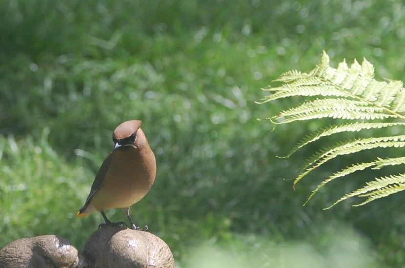 6 Cedar Waxwing 2