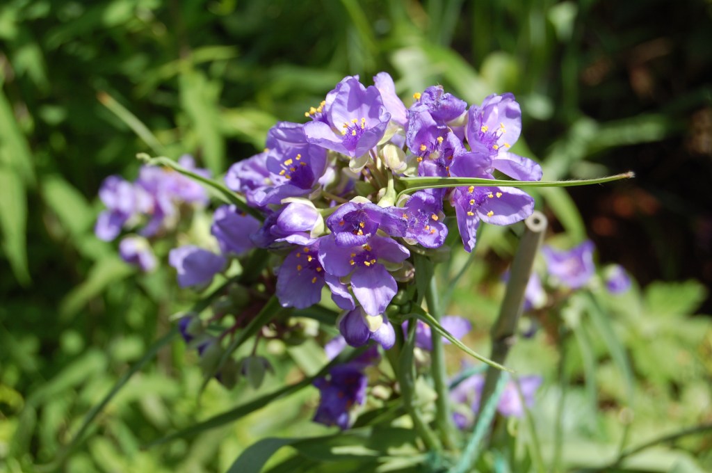 Ohio Spiderwort