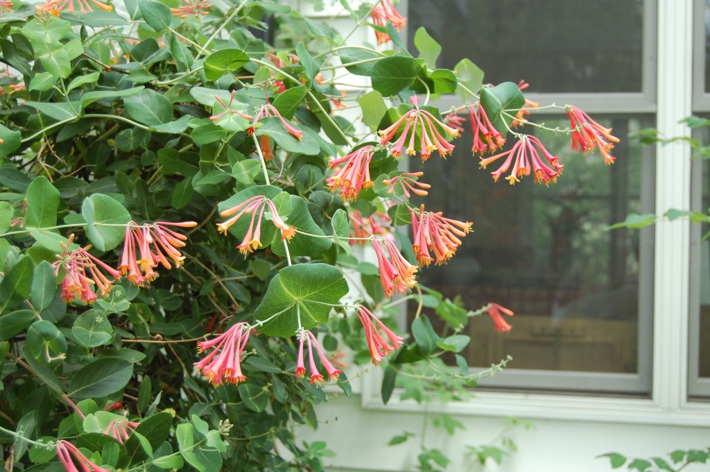 Trumpet Honeysuckle