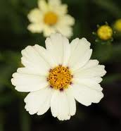 coreopsis star cluster
