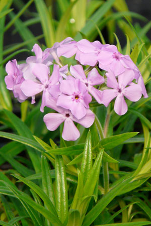 Phlox Pilosa