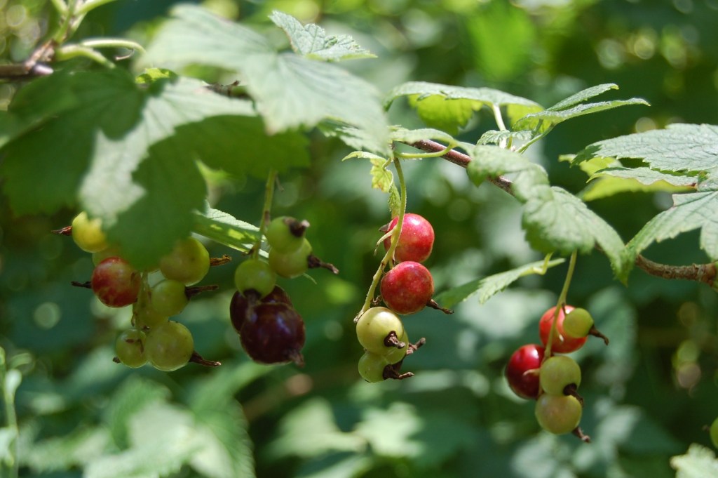 Wild Currant, Ribes Americanum