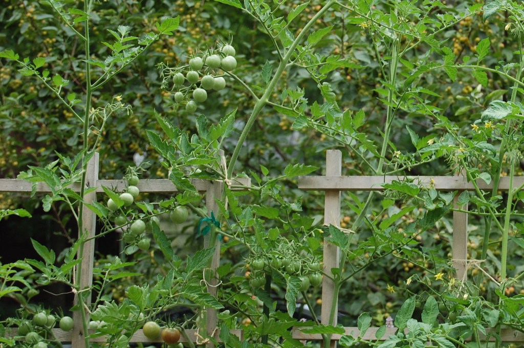 Tomato 'Black Cherry'