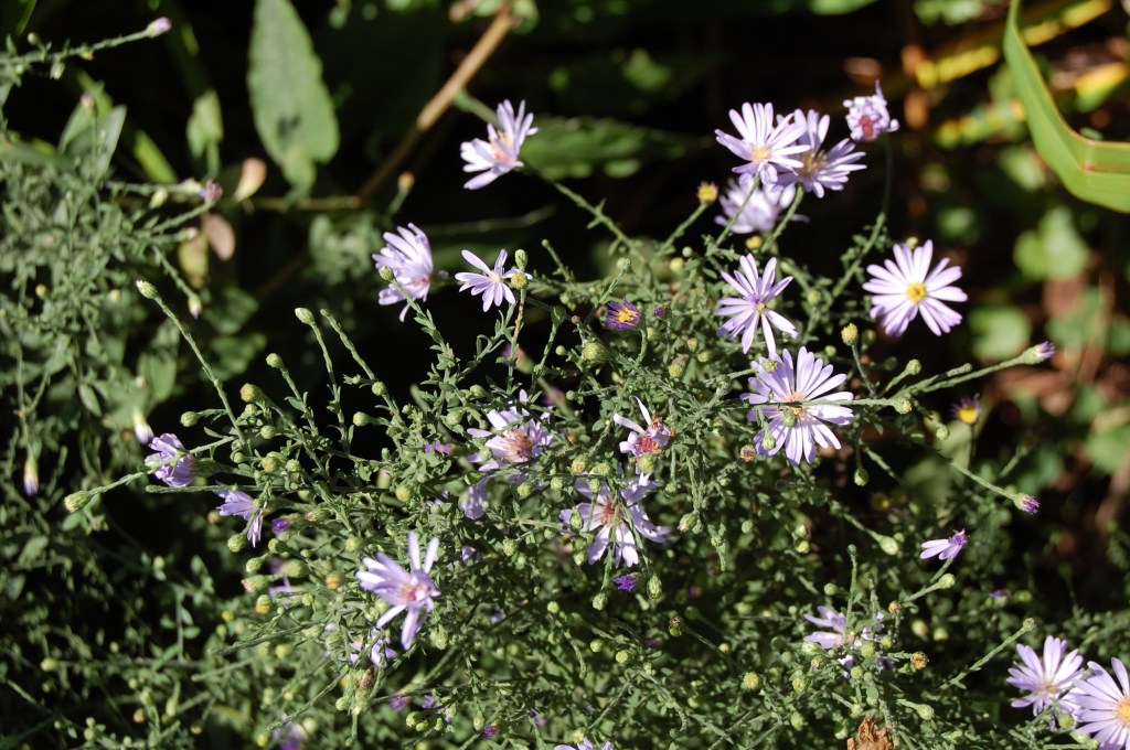 Aromatic Aster (mostly out)