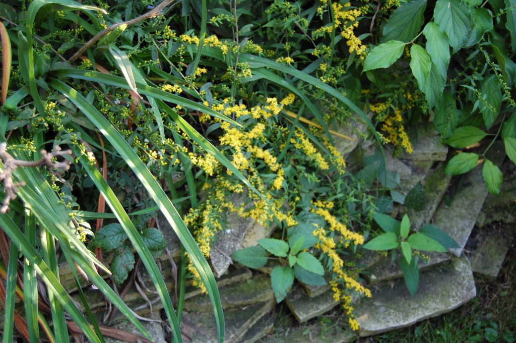 Blue Stem Goldenrod (Solidago caesia)