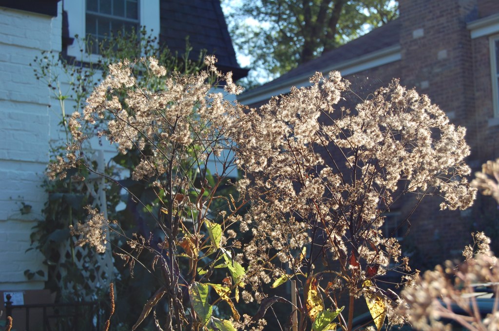 Joe Pye Weed