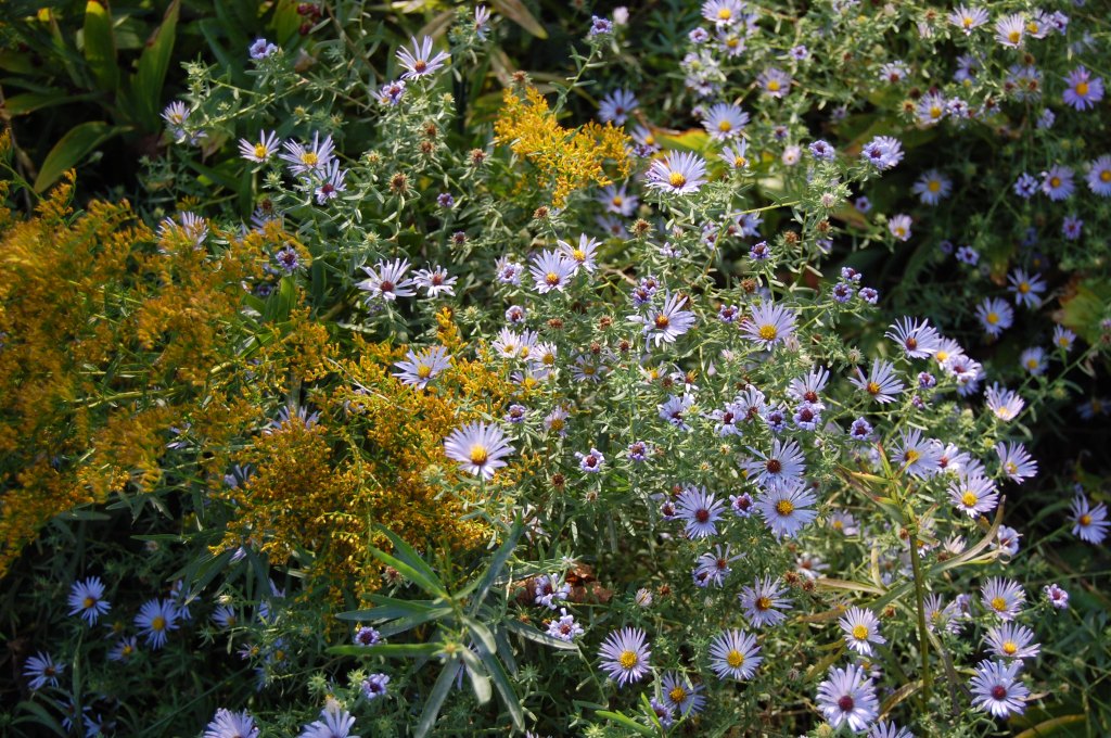 Aromatic Aster with Anise-Scented Goldenrod