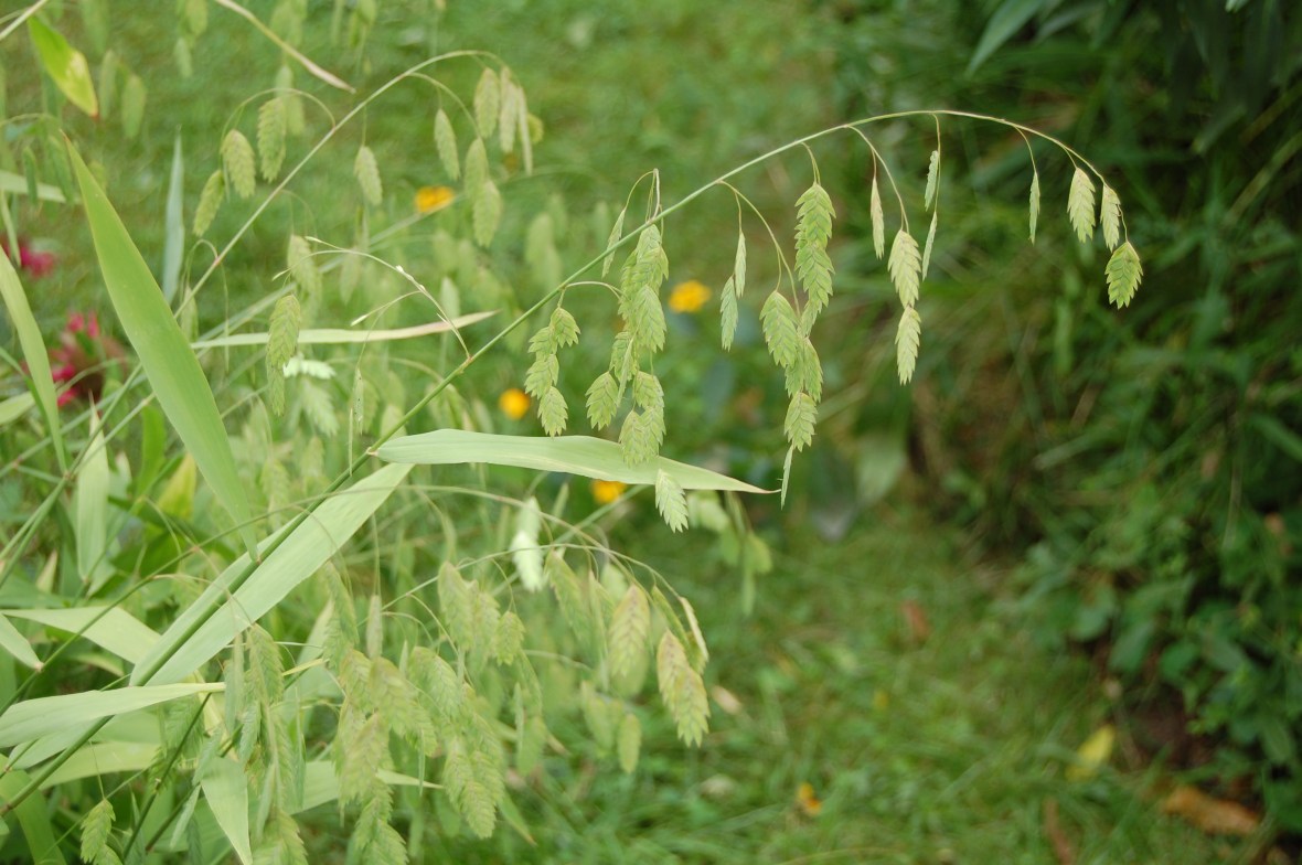 2012-08-12 12.07.25 Northern Sea Oats, Chasmanthium latifolium, native grass for the garden