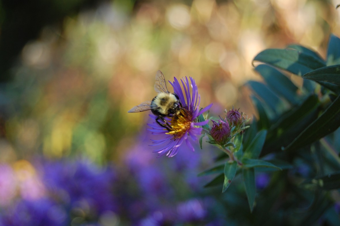 2012-09-30 bee and aster