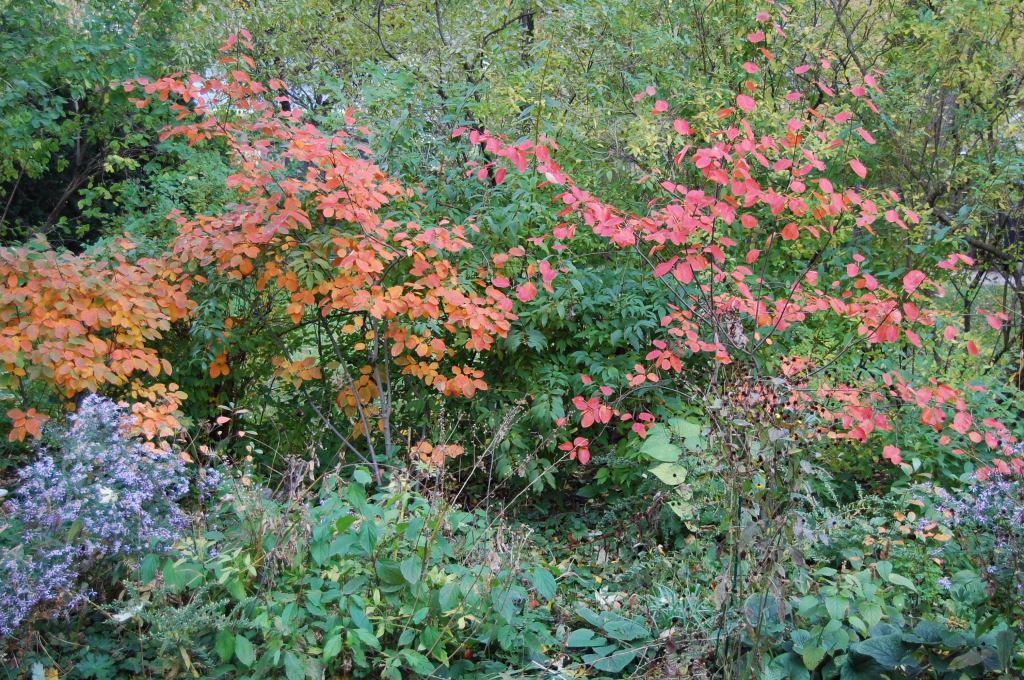 Serviceberry foliage shows even brighter against the green hedge on our west property line. Some misguided pruning accounts for the odd shapes.