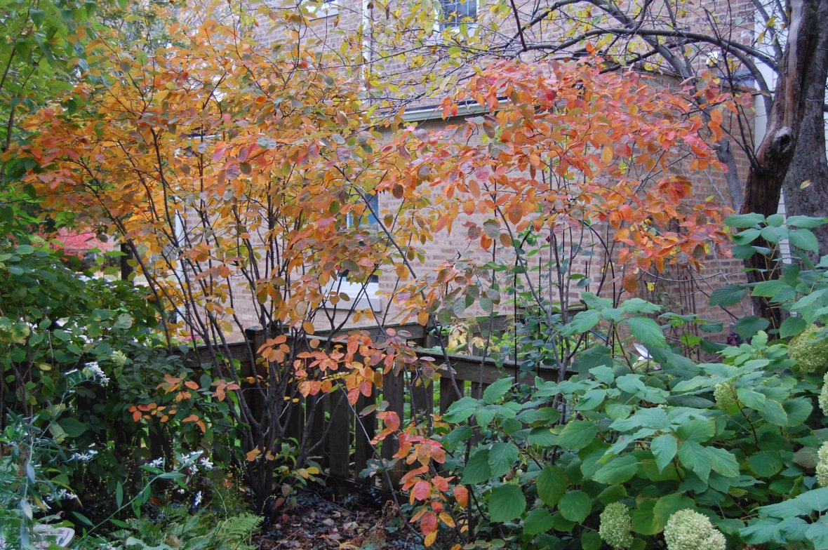 2012-10-15 serviceberry foliage 2 serviceberry Amelanchier autumn foliage autumn brilliance