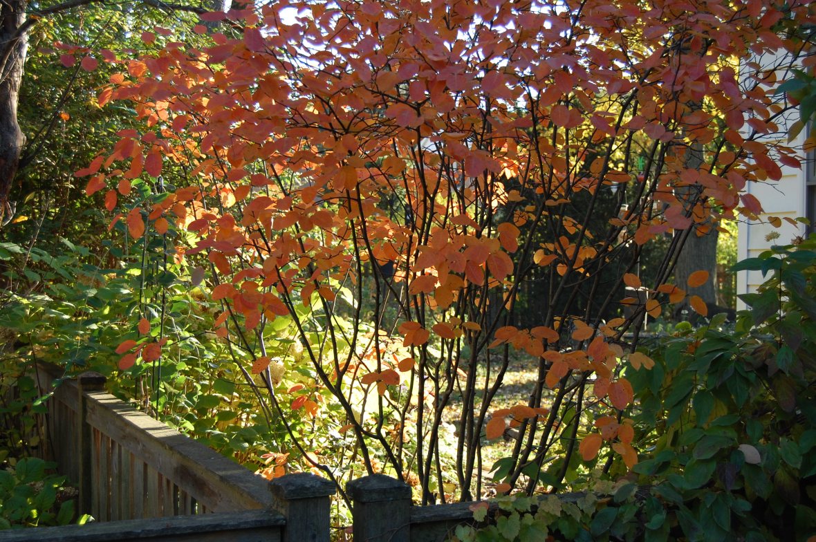 Serviceberry Autumn Brilliance