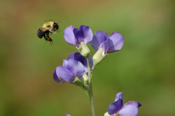 bee and baptisia