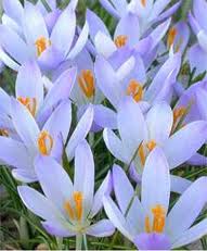 Crocus tommasinianus Lilac Beauty