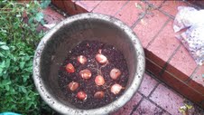 Tulip bulbs in container