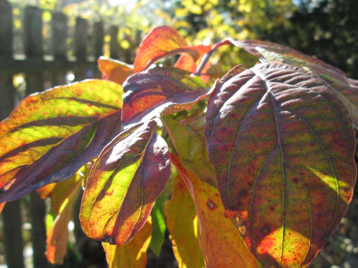 Cornus florida fall foliage