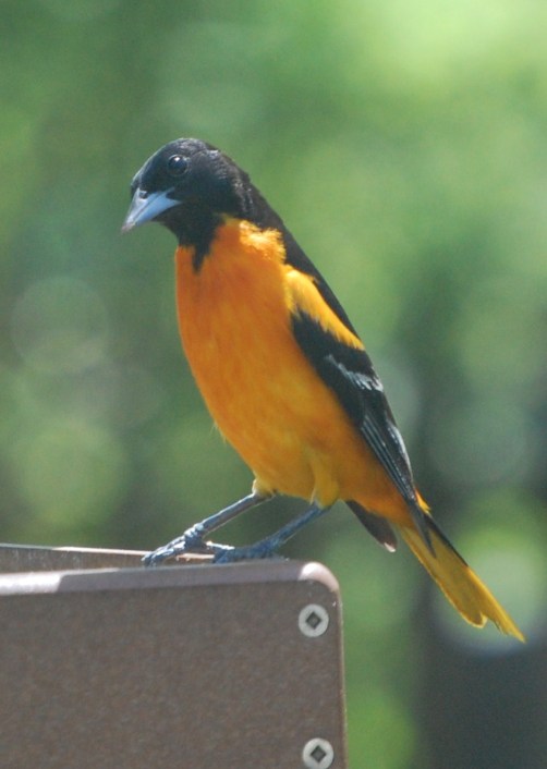 050510 oriole 3