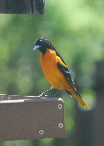 Baltimore Oriole