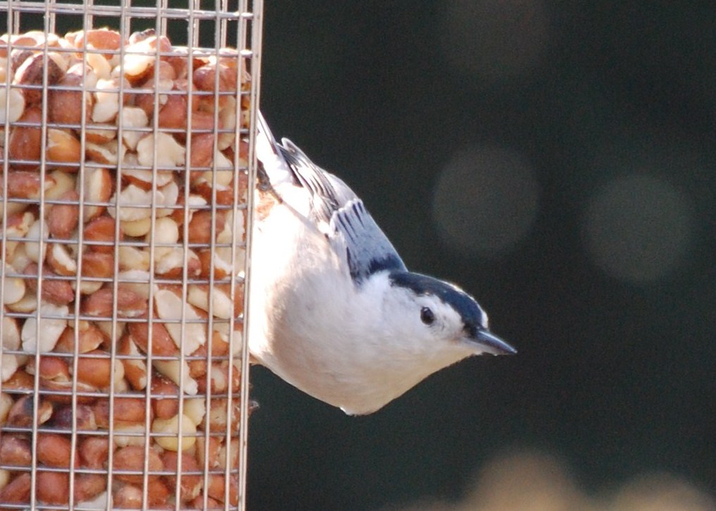 White breasted nuthatch