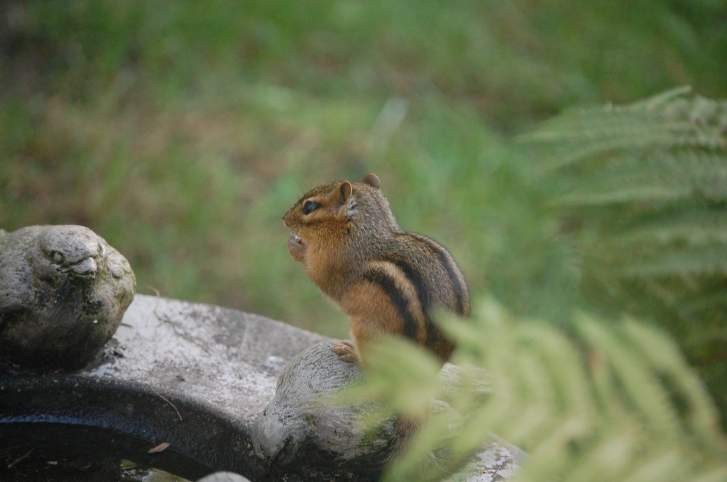 Chipmunk