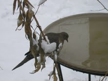 Mourning Dove Heated Bird Bath