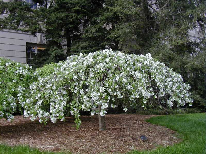 Crabapple 'Red Jade'