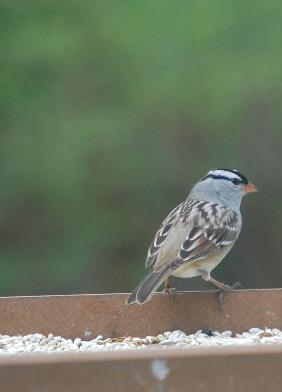 050510 white crown sparrow