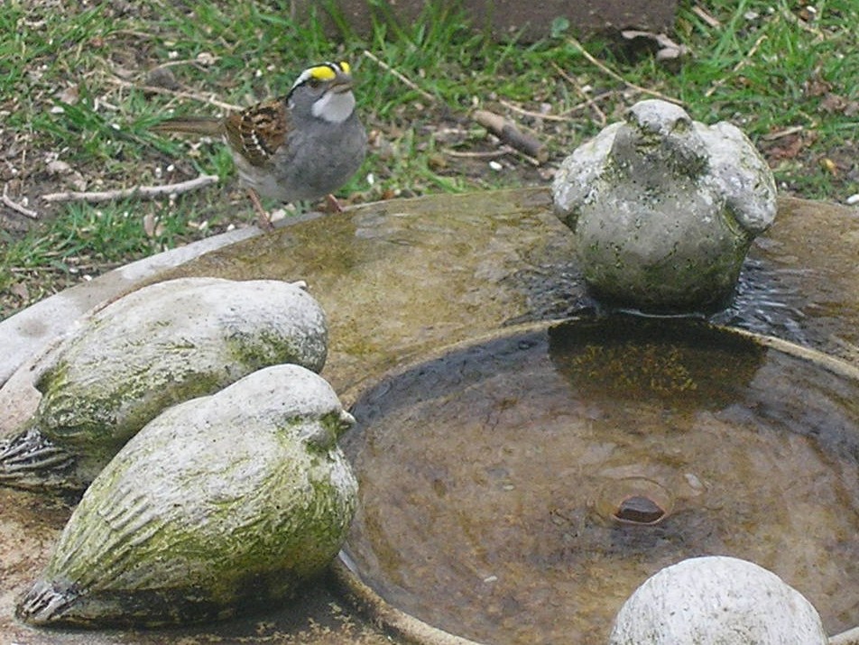 White necked sparrow.