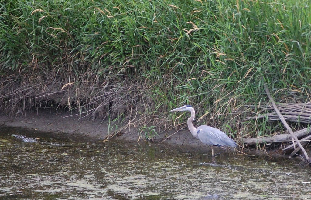 Blue Heron in the lagoon along the prairie. CBG is working to improve shoreline erosion.