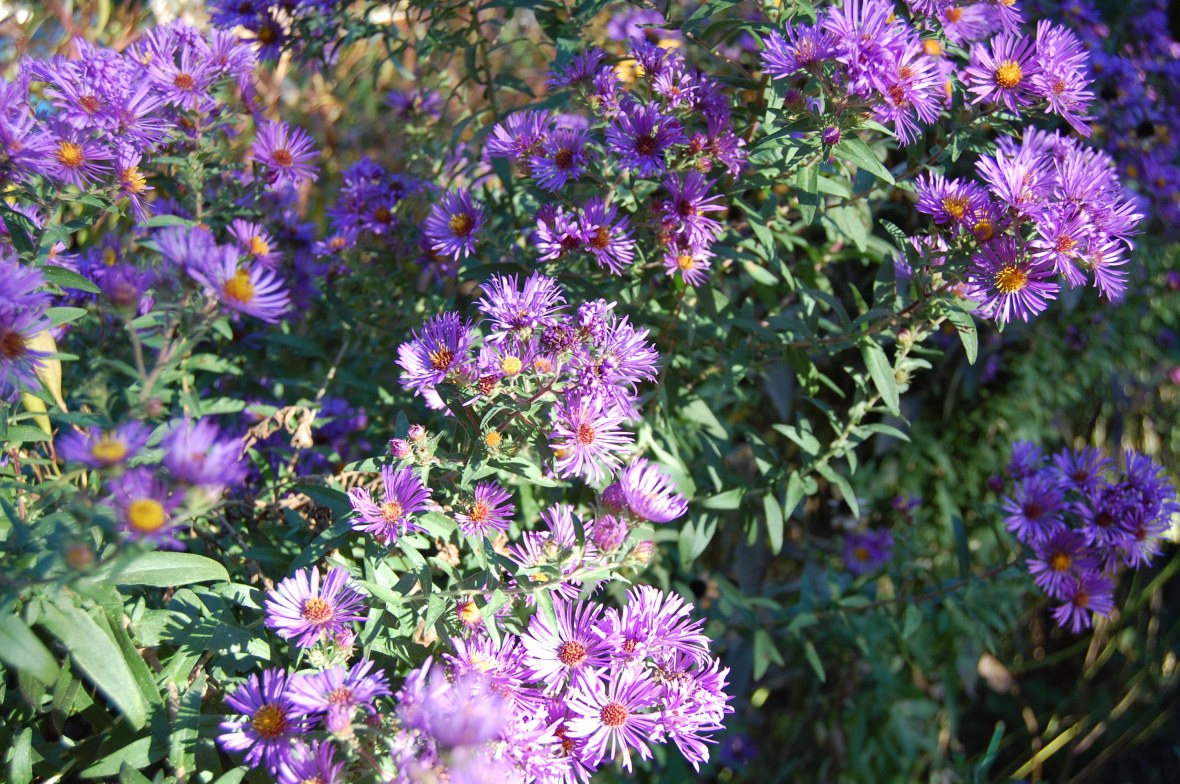 Spare the shears and spoil the New England Aster. I should have been cutting them back harder!
