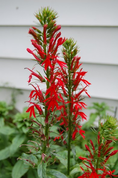 Cardinal Flowers can be cut back. Who knew?