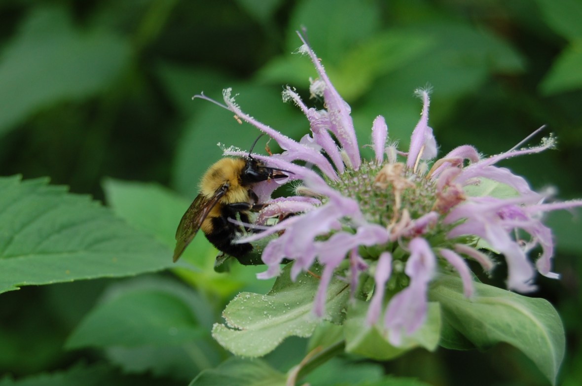 7-22 Monarda w bee 3