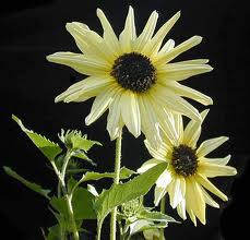 Sunflower 'Italian White'