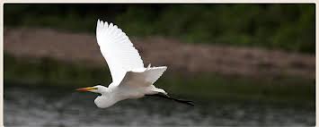 I'm hoping to see egrets while in South Carolina.