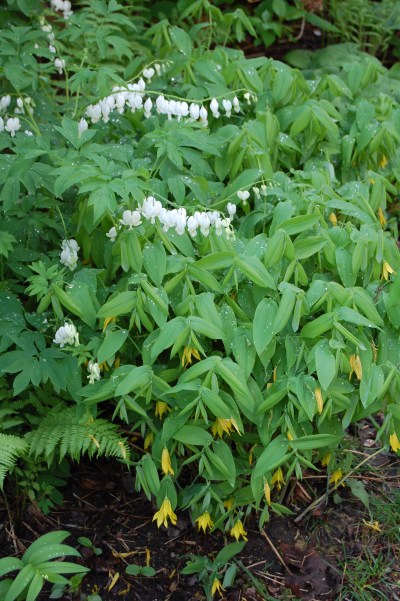 Merrybells, Uvularia grandiflora, Bleeding Heart, Dicentra spectabilis var. alba