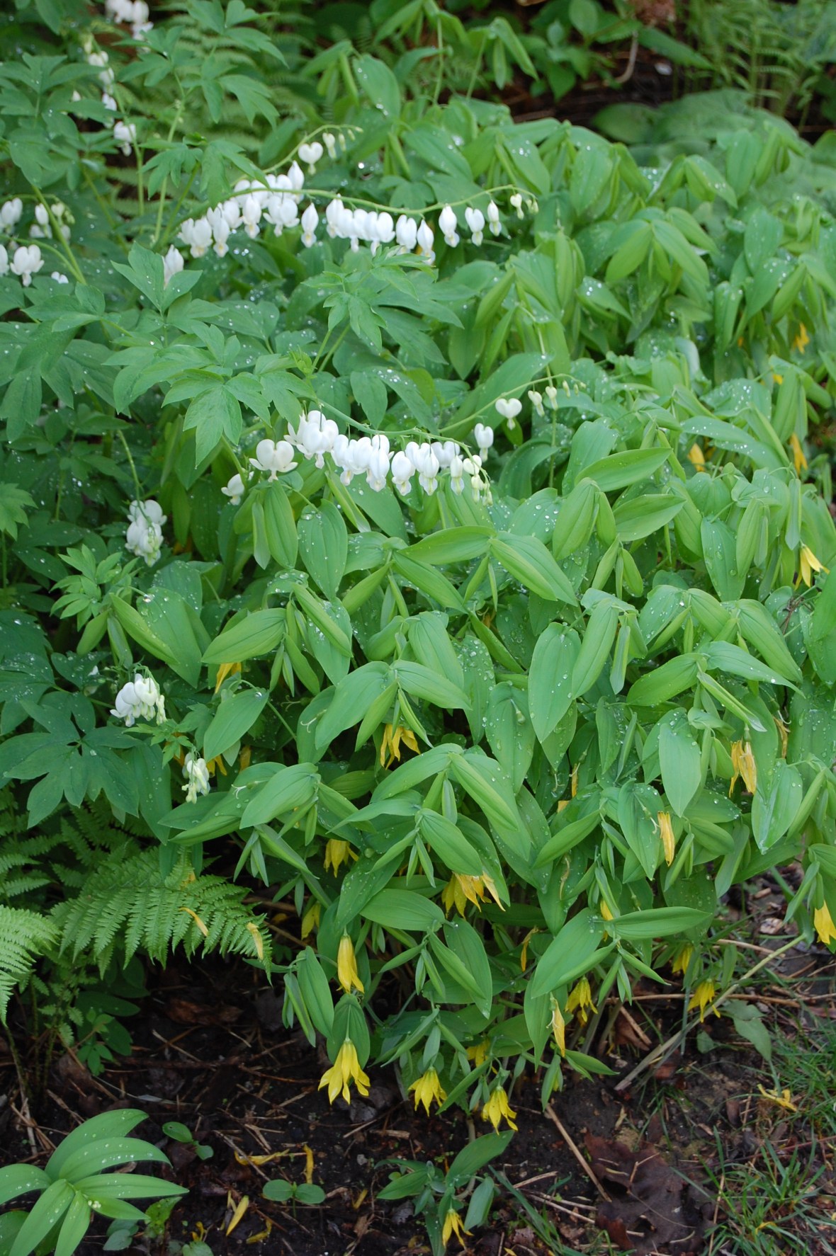Merrybells, Uvularia grandiflora, Bleeding Heart, Dicentra spectabilis var. alba