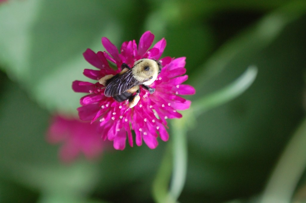 Bumble bee on Knautia macedonica
