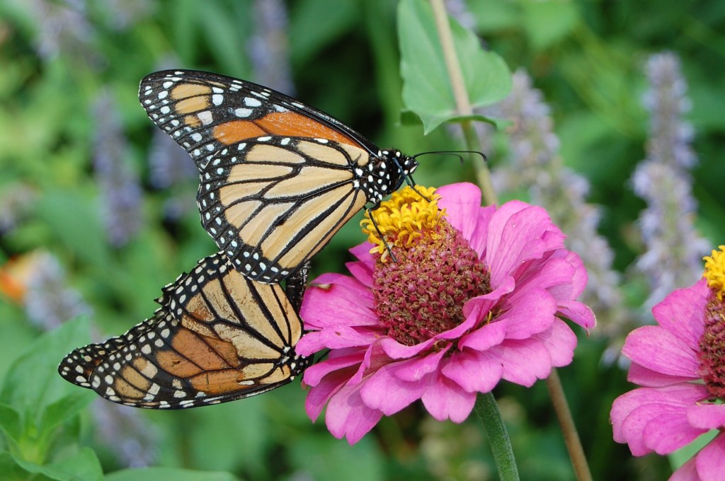 Monarch Butterflies on Zinnia